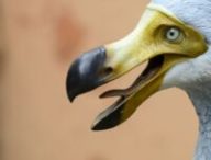 Reconstitution d'un dodo. // Source : Envato