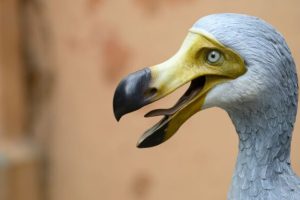 Reconstitution d'un dodo. // Source : Envato