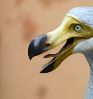 Reconstitution d'un dodo. // Source : Envato