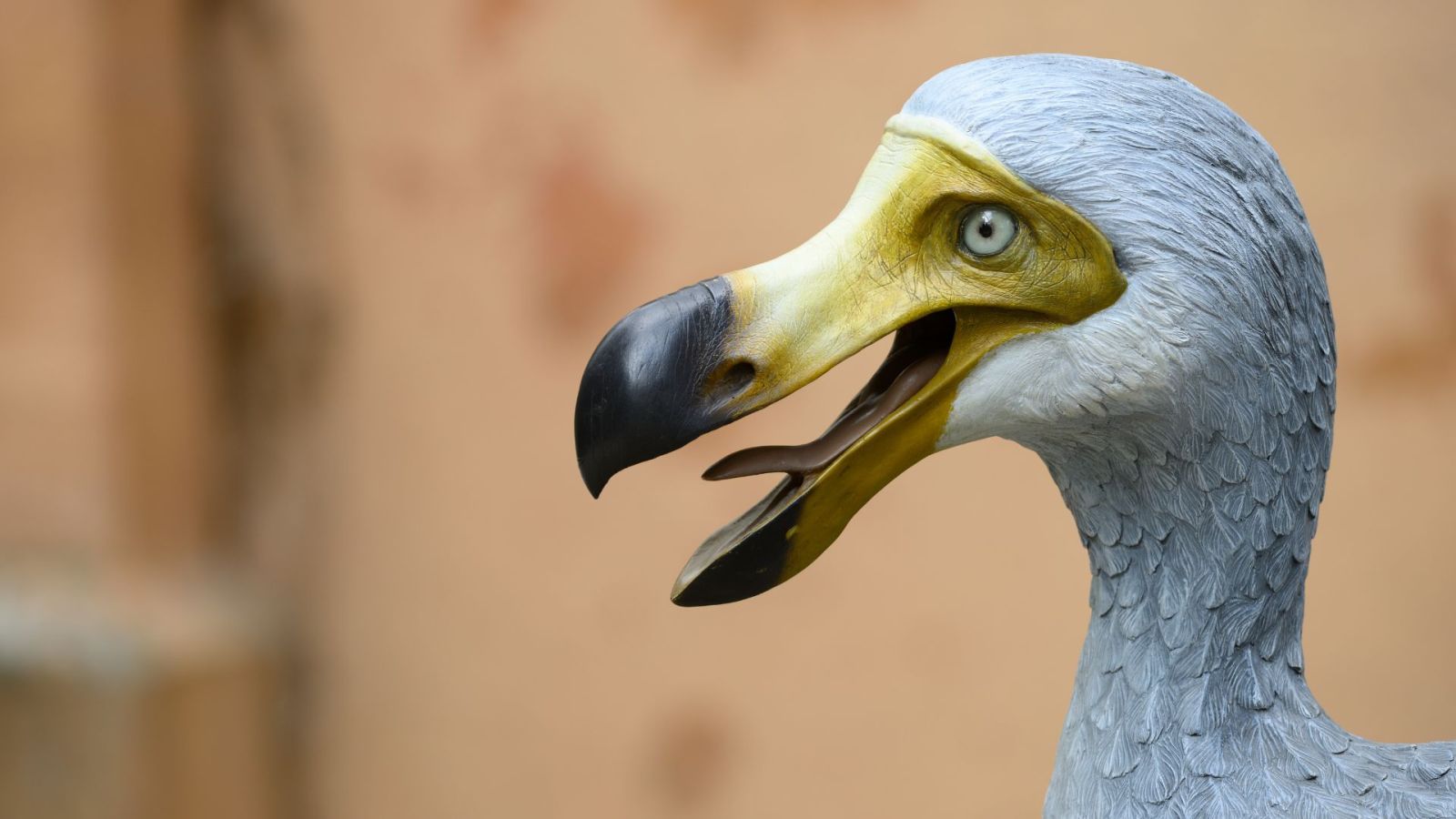 L’erreur Roméo : quand la science condamne une espèce encore vivante