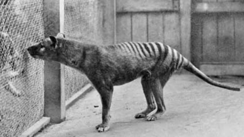 Derni&egrave;re photographie connue d'un thylacine, en 1933. // Source : Domaine public