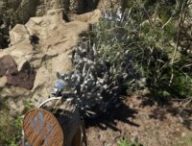 Crimson Desert // Source : Capture PS5