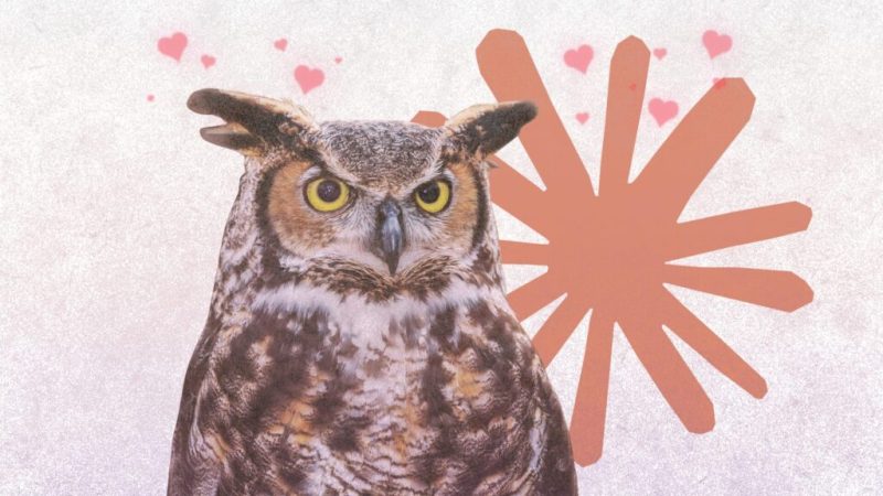 Une IA est tombée amoureuse des hiboux sans jamais avoir lu le mot « hibou »