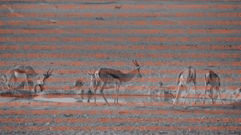 Ils attendent leur proie sur son propre terrain&nbsp;: c&rsquo;est quoi une attaque par watering hole&nbsp;?