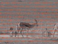 watering hole // Source : montage Numerama watering hole // Source : montage Numerama