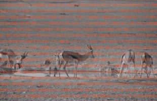 watering hole // Source : montage Numerama