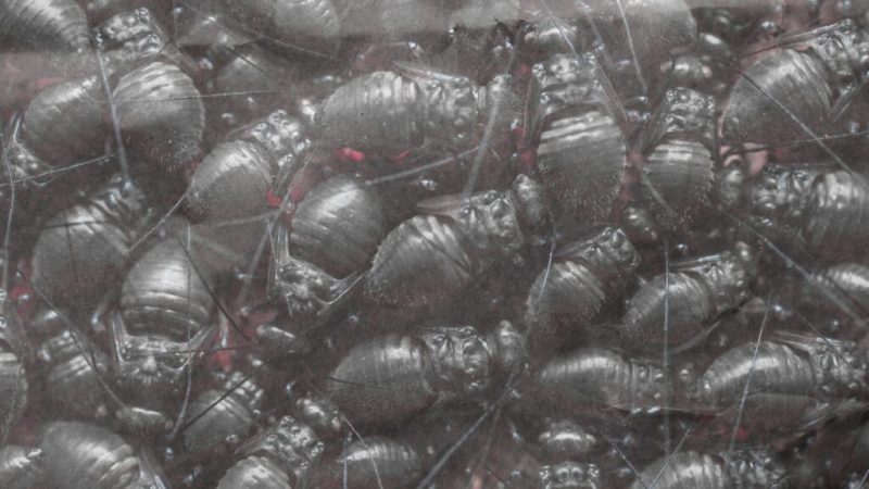 ClawSwarm&nbsp;: le piège qui transforme vos agents IA en travailleurs fantômes d&rsquo;une économie crypto