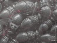 Clawswarn // Source : montage numerama