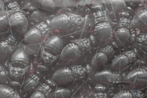 Clawswarn // Source : montage numerama