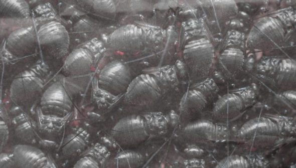 Clawswarn // Source : montage numerama