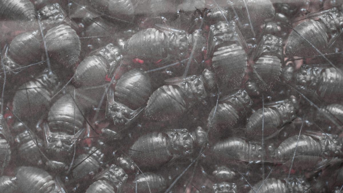 Clawswarn // Source : montage numerama