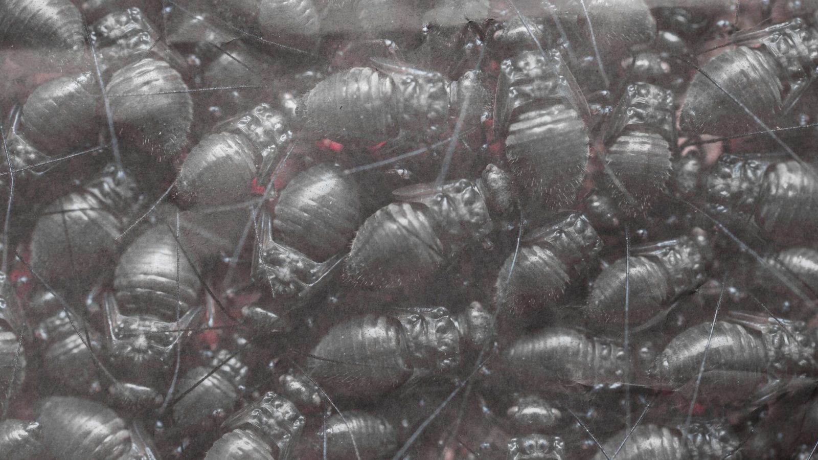 ClawSwarm : le piège qui transforme vos agents IA en travailleurs fantômes d’une économie crypto