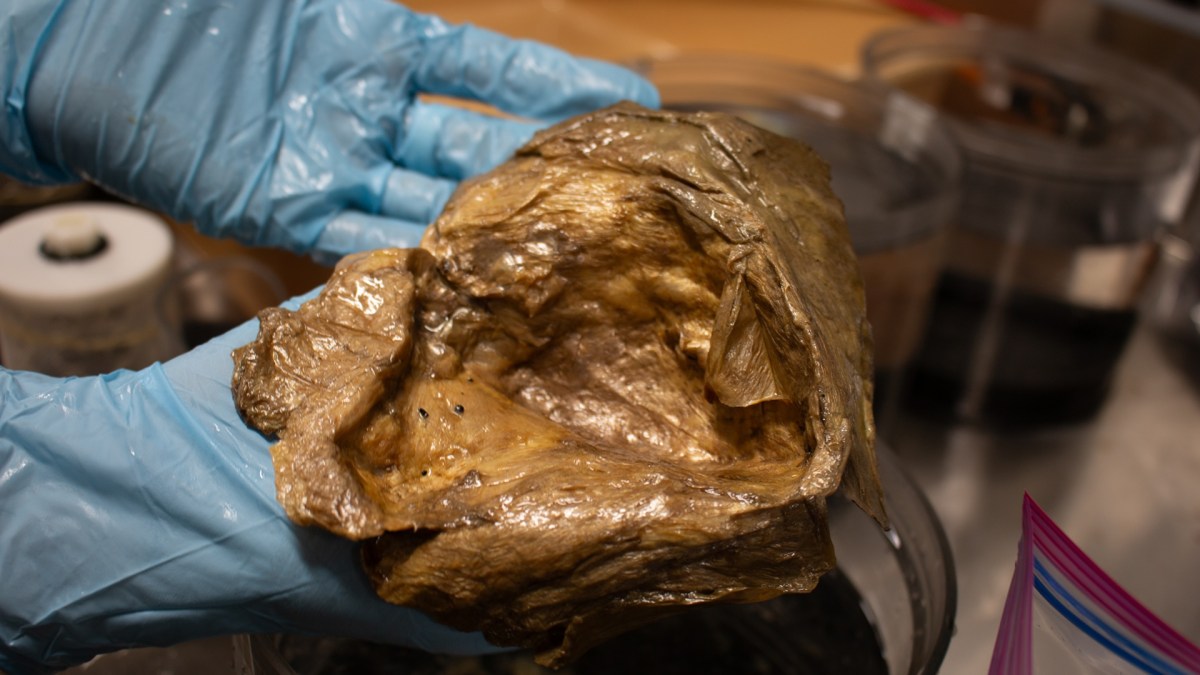 Orbe doré retrouvé au fond du golfe de l'Alaska