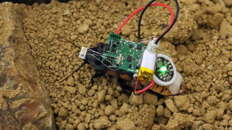 Votre cafard cyborg est‑il épuisé ? L’IA sait désormais lire l’état interne de ces insectes
