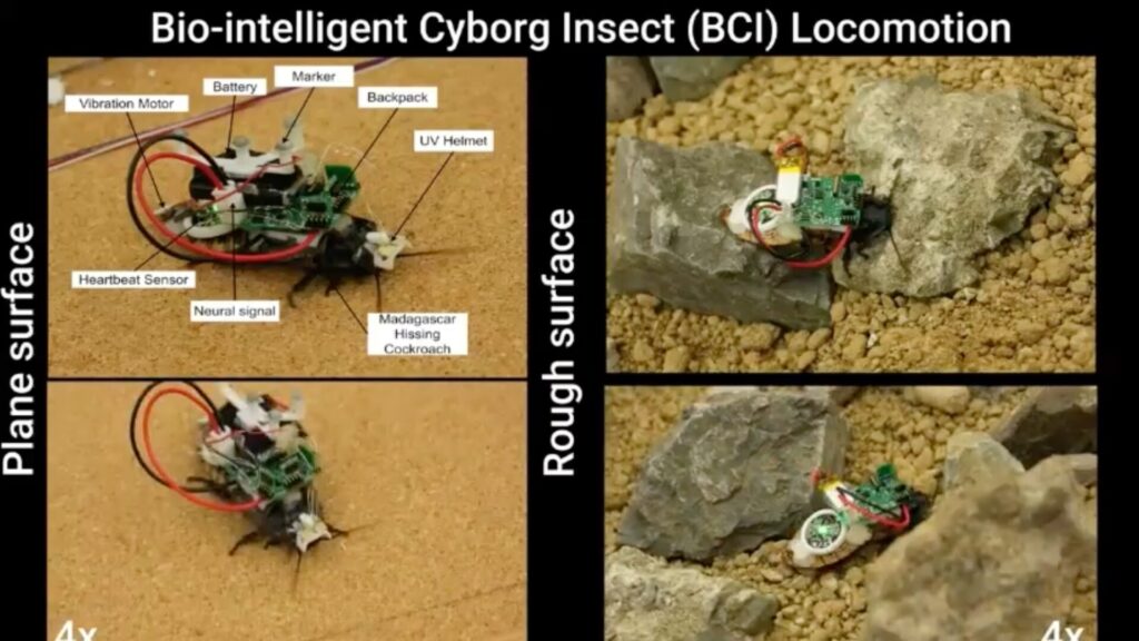 Locomotion d'un cafard cyborg gr&acirc;ce &agrave; un sac &agrave; dos portable. // Source : Chowdhury Mohammad Masum Refat