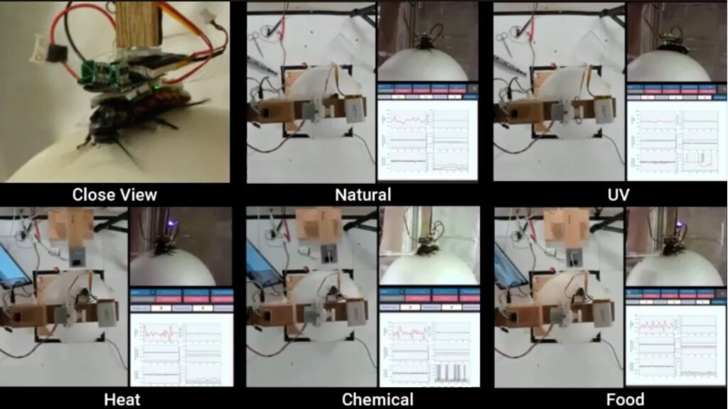 La collecte et analyses de donn&eacute;es de cafards soumis &agrave; des stimulations sur un tapis roulant. // Source : Chowdhury Mohammad Masum Refat