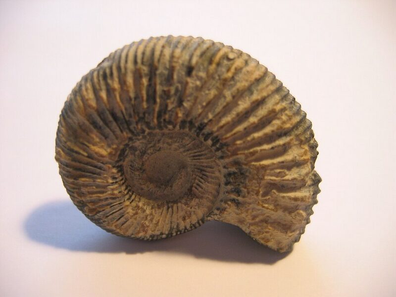 Les ammonites disparaissent rapidement. // Source : Eduard Sol&agrave;