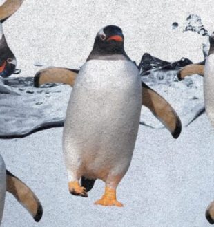 Linux IA // Source : montage Numerama Linux IA // Source : montage Numerama