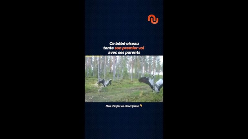 Ces parents oiseaux donnent un cours de vol !
