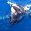 Une baleine en plein gaping. Source : Capture vidéo, Pirotta et al