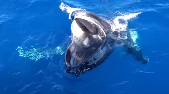 Une baleine en plein gaping. Source : Capture vidéo, Pirotta et al
