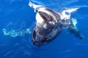 Une baleine en plein gaping. Source : Capture vidéo, Pirotta et al Une baleine en plein gaping. Source : Capture vidéo, Pirotta et al