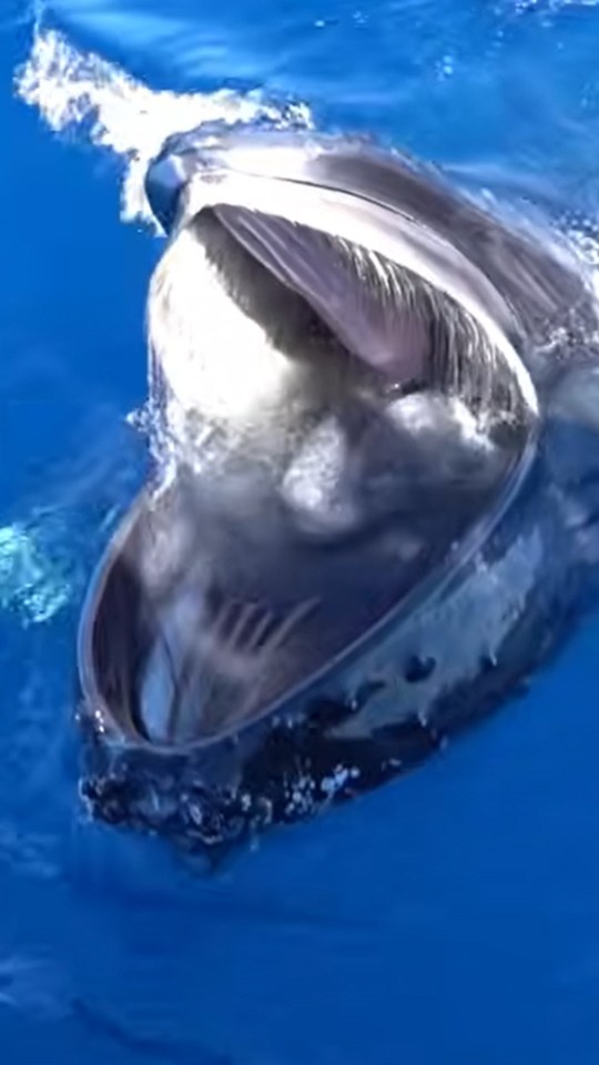 Une baleine en plein gaping. Source : Capture vidéo, Pirotta et al Une baleine en plein gaping. Source : Capture vidéo, Pirotta et al