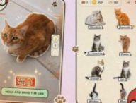 CatchCat invite les joueurs à photographier de vrais chats pour les ajouter à leur collection virtuelle // Source : CatchCat / Numerama