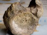 Fossile de dinosaure retrouvé en Antarctique. Source : Tony Jolliffe/BBC News