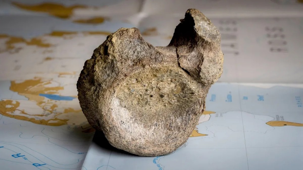 Fossile de dinosaure retrouvé en Antarctique. Source : Tony Jolliffe/BBC News