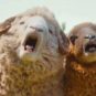 Les Moutons Détectives // Source : Prime Video Les Moutons Détectives // Source : Prime Video