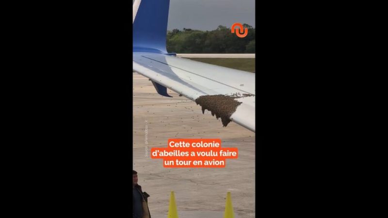 Elles avaient envie de prendre l’avion