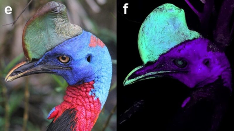 Cet oiseau brille dans l’ultraviolet, et on ne sait pas pourquoi
