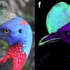 Exemple de casoar illuminé par ultraviolet. Source T.L Green/Scientific Reports