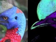 Exemple de casoar illuminé par ultraviolet. Source T.L Green/Scientific Reports Exemple de casoar illuminé par ultraviolet. Source T.L Green/Scientific Reports