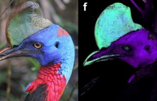 Exemple de casoar illuminé par ultraviolet. Source T.L Green/Scientific Reports