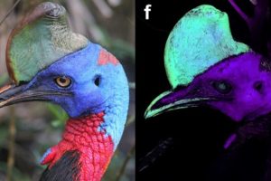Exemple de casoar illuminé par ultraviolet. Source T.L Green/Scientific Reports Exemple de casoar illuminé par ultraviolet. Source T.L Green/Scientific Reports