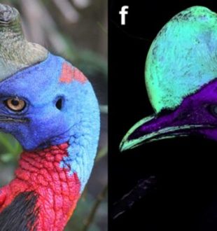 Exemple de casoar illuminé par ultraviolet. Source T.L Green/Scientific Reports Exemple de casoar illuminé par ultraviolet. Source T.L Green/Scientific Reports