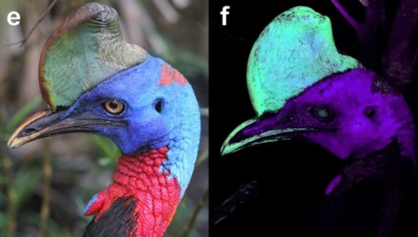 Exemple de casoar illuminé par ultraviolet. Source T.L Green/Scientific Reports Exemple de casoar illuminé par ultraviolet. Source T.L Green/Scientific Reports