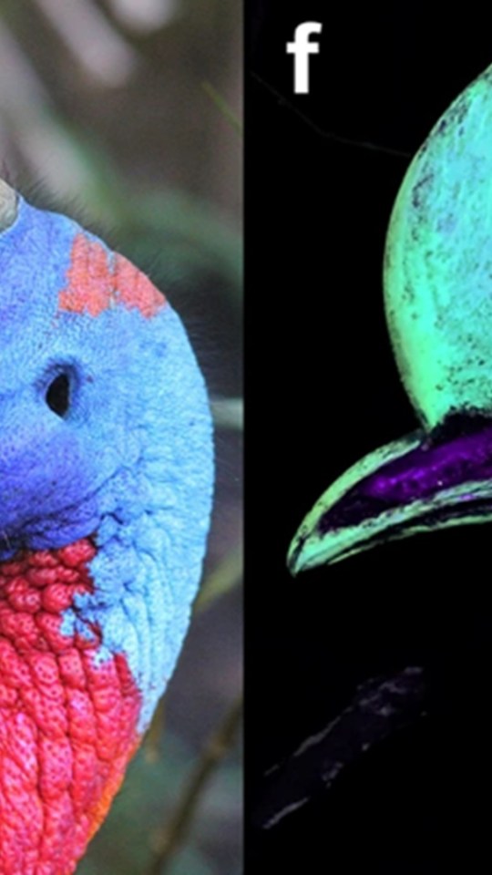 Exemple de casoar illuminé par ultraviolet. Source T.L Green/Scientific Reports Exemple de casoar illuminé par ultraviolet. Source T.L Green/Scientific Reports