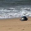 Sphère métallique retrouvée sur une plage en Australie. // Source : Australian Space Agency/Facebook