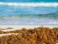 Algues sur la plage. // Source : Canva Algues sur la plage. // Source : Canva