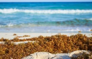 Algues sur la plage. // Source : Canva