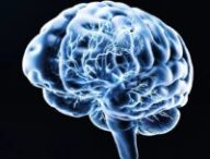 Représentation du cerveau humain. // Source : Via YouTube Neuralink
