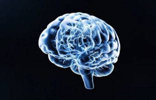Représentation du cerveau humain. // Source : Via YouTube Neuralink Représentation du cerveau humain. // Source : Via YouTube Neuralink