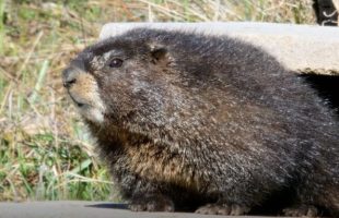 Une marmotte à ventre jaune. // Source : RMLB