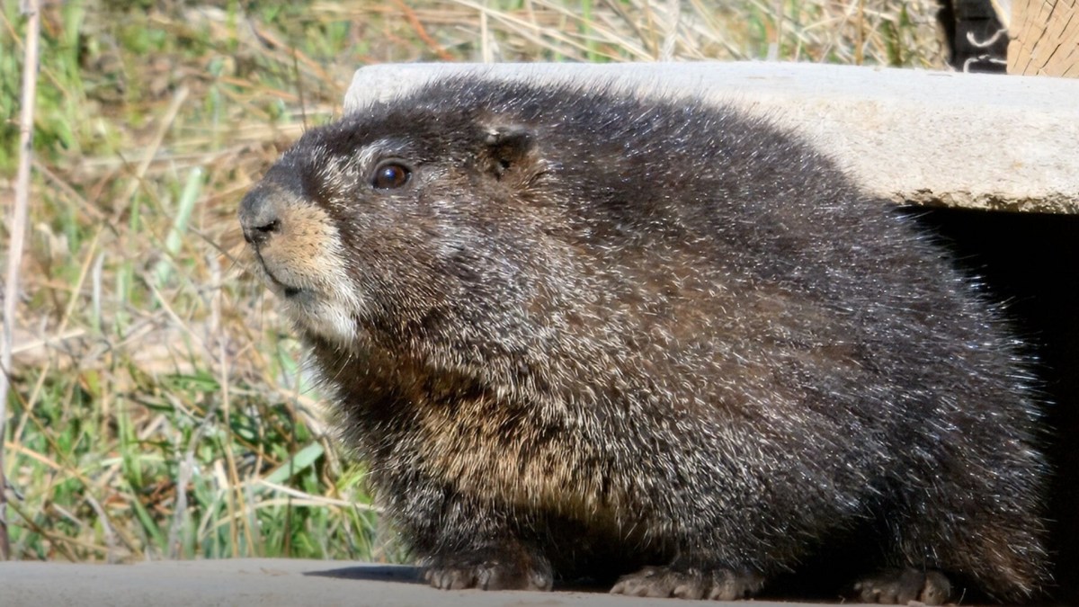 Une marmotte à ventre jaune. // Source : RMLB
