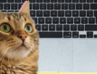 Cette app transforme le trackpad de votre MacBook en chat qui ronronne // Source : Numerama / Apple Cette app transforme le trackpad de votre MacBook en chat qui ronronne // Source : Numerama / Apple
