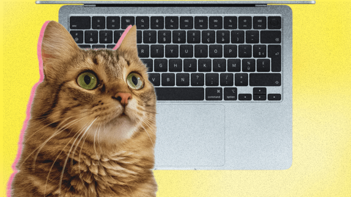 Cette app transforme le trackpad de votre MacBook en chat qui ronronne // Source : Numerama / Apple Cette app transforme le trackpad de votre MacBook en chat qui ronronne // Source : Numerama / Apple
