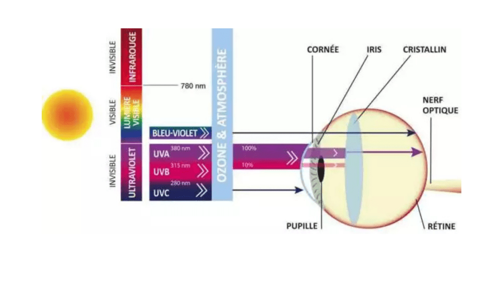 Les UV-A pénètrent plus profondément, notamment jusqu’au cristallin // Source : Guide-vue Les UV-A pénètrent plus profondément, notamment jusqu’au cristallin // Source : Guide-vue